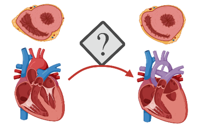 Cardiovascular disease and explicatory mechanism
