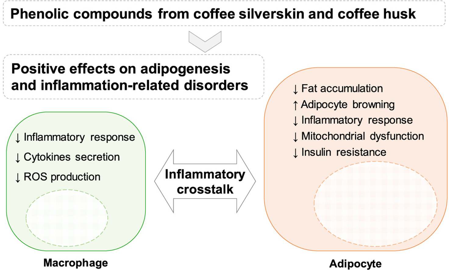 Phenolic compounds from coffee by-products modulate adipogenesis-related inflammation, mitochondrial dysfunction, and insulin resistance in adipocytes, via insulin/PI3K/AKT signaling pathways