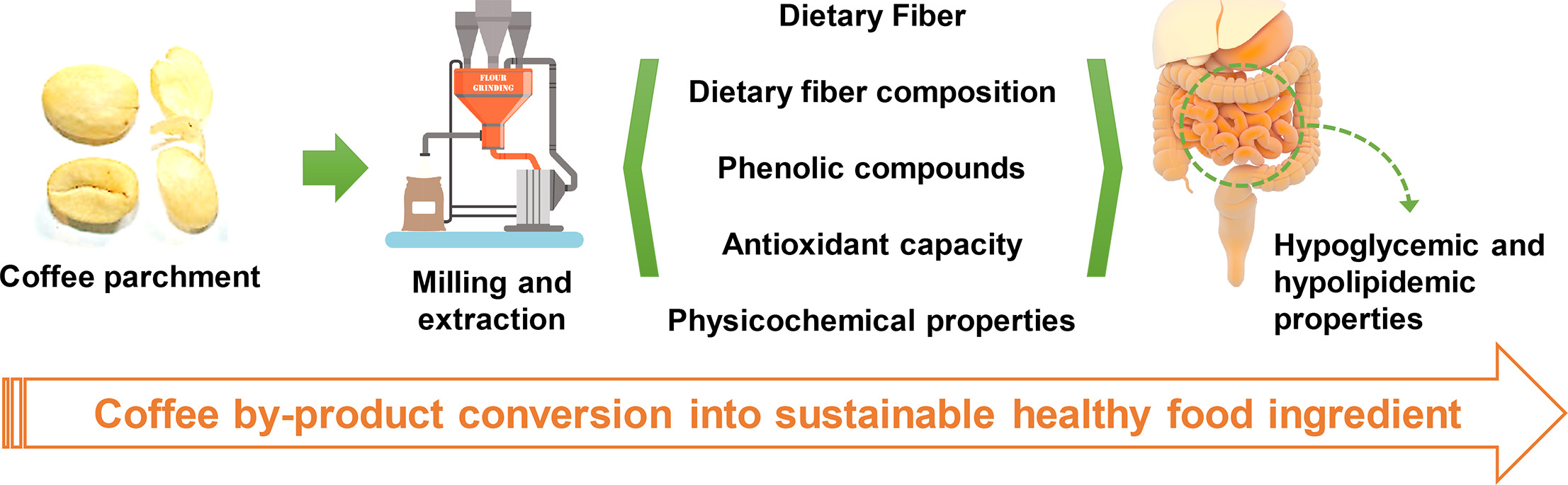 Coffee parchment as a new dietary fiber ingredient: Functional and physiological characterization