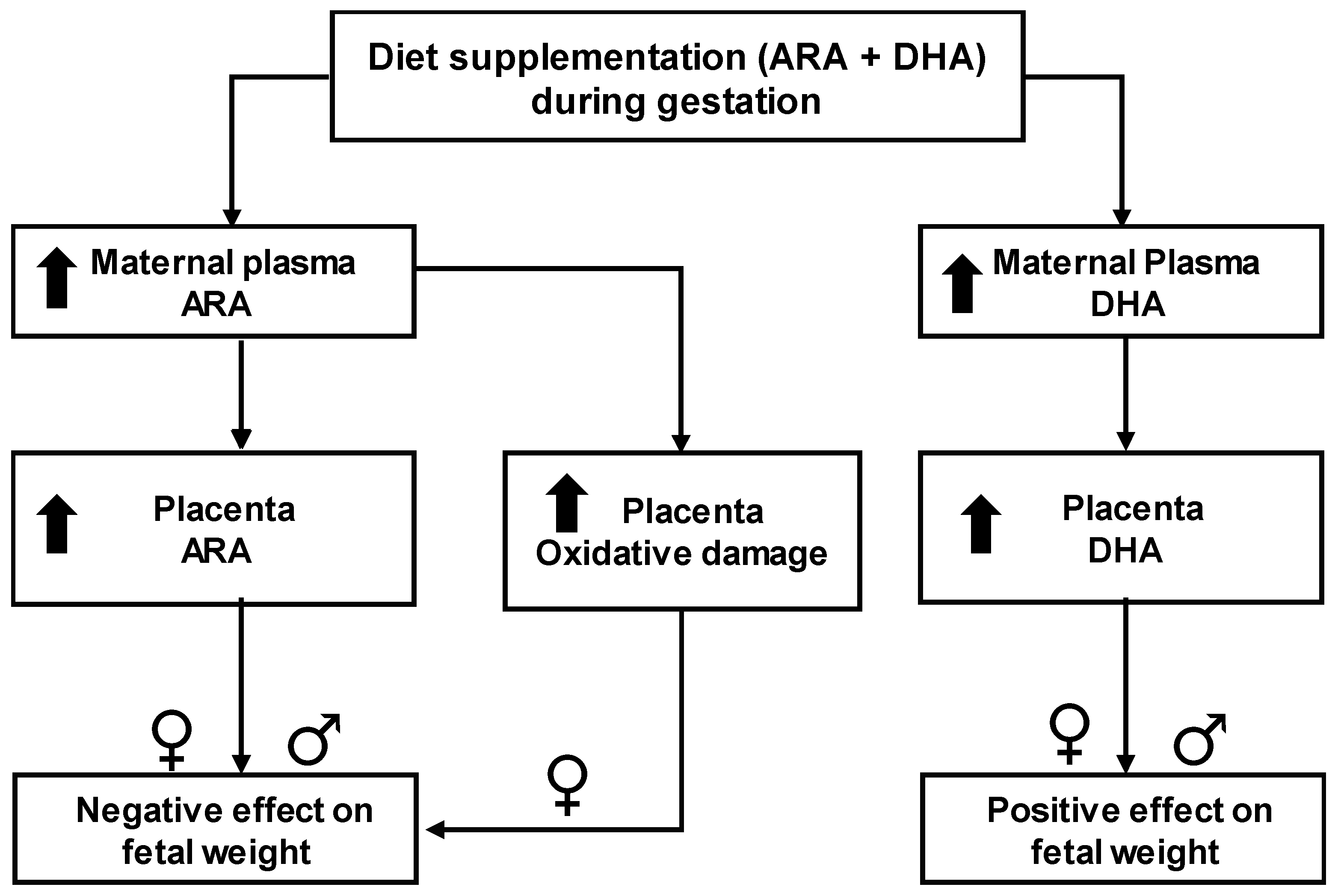 Effects of Arachidonic and Docosohexahenoic Acid Supplementation during Gestation in Rats. Implication of Placental Oxidative Stress