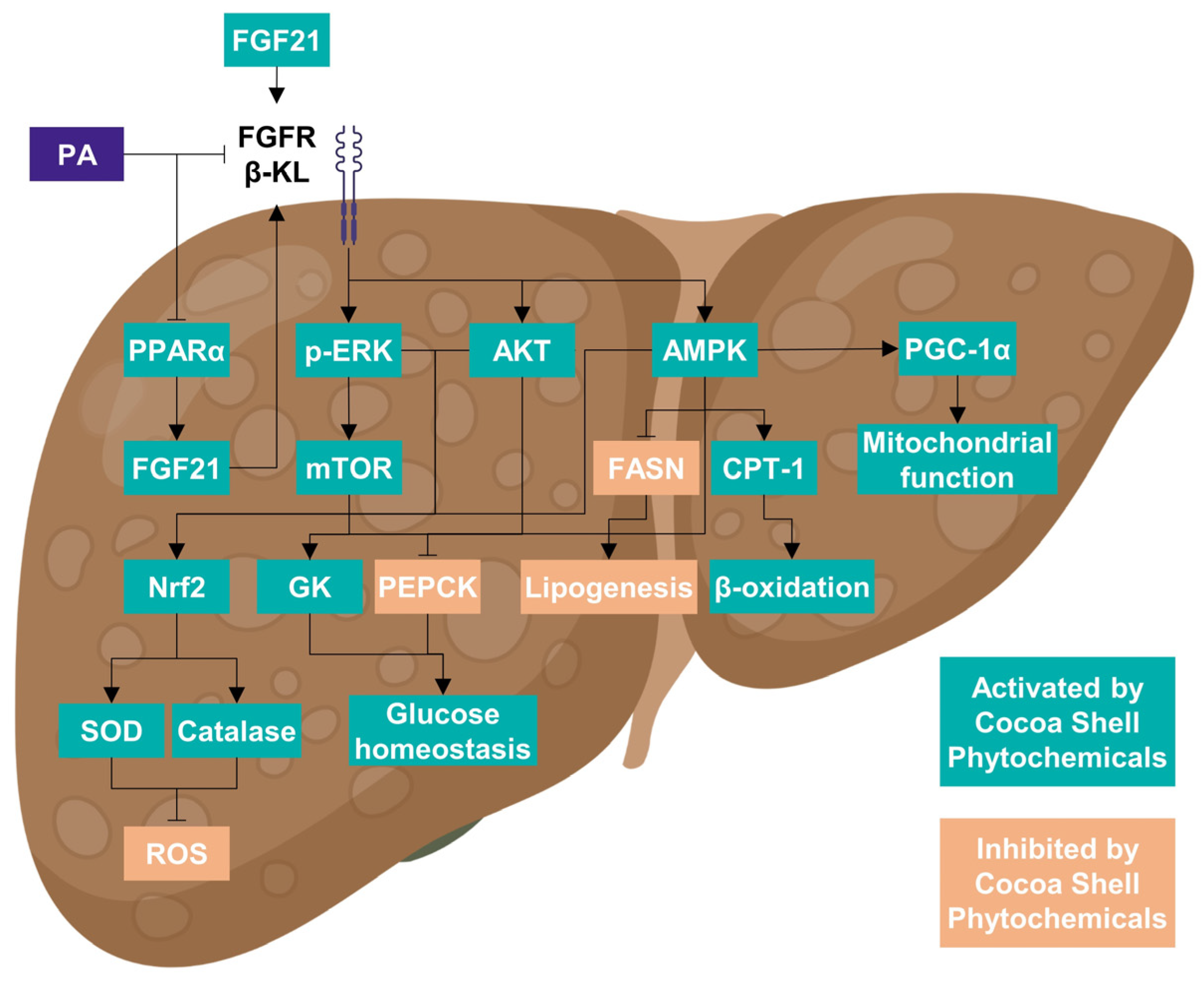 Phytochemicals from the Cocoa Shell Modulate Mitochondrial Function, Lipid and Glucose Metabolism in Hepatocytes via Activation of FGF21/ERK, AKT, and mTOR Pathways
