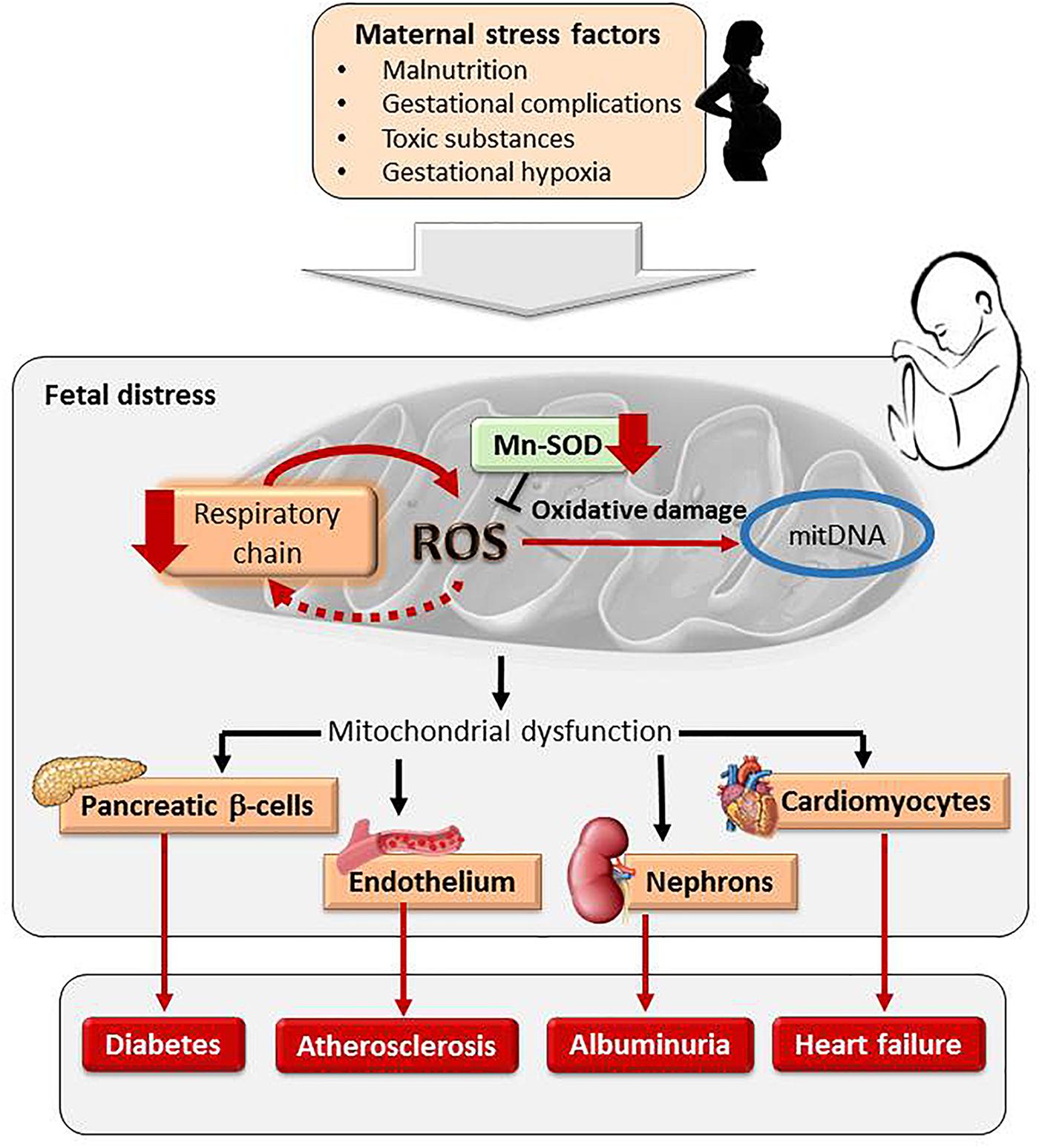 Implication of Oxidative Stress in Fetal Programming of Cardiovascular Disease