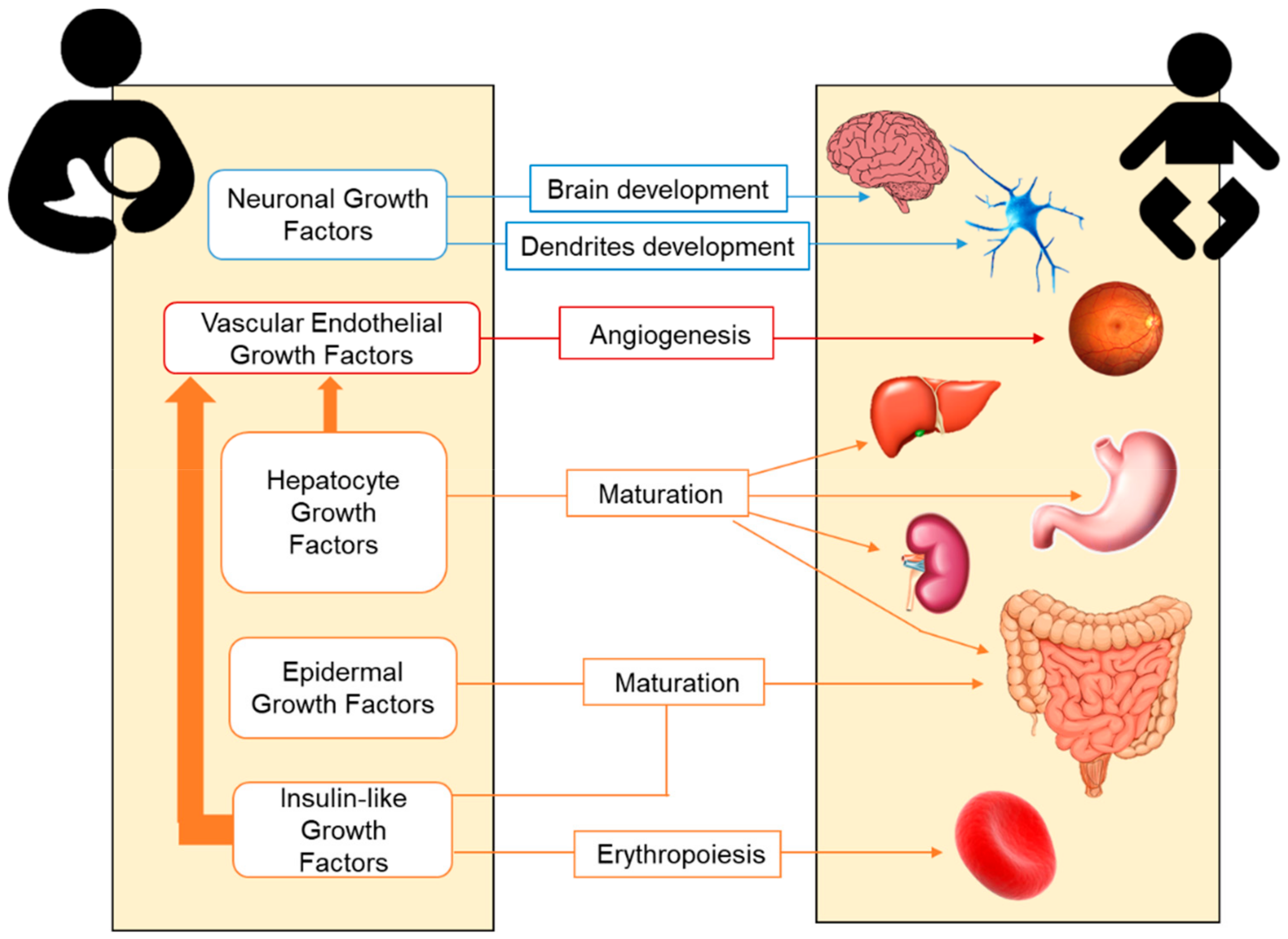 A Review of Bioactive Factors in Human Breastmilk: A Focus on Prematurity