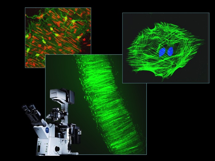 Laser Scanning Confocal Microscopy (LSCM)